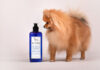 How to care for Pomeranian fur?