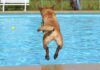 Swimming for dogs is a healthy activity